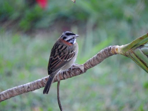Mais de 200 animais foram regatados pela fiscalização ambiental da Serra em seis meses