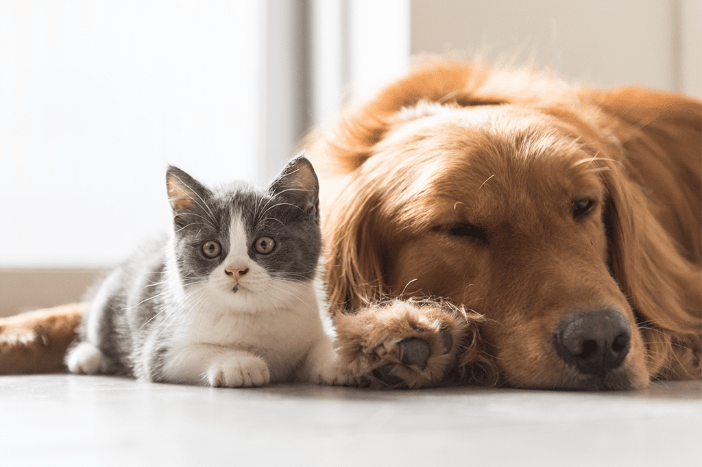Sergio Vidigal anuncia castração e recolhimento de cães e gatos na Serra