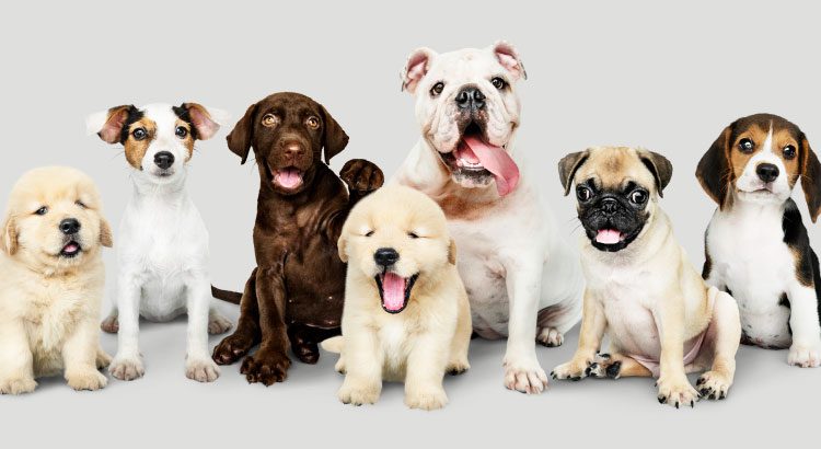 Serra | 2º Feira de Adoção de Animais acontecerá no Parque Caminho do Mar