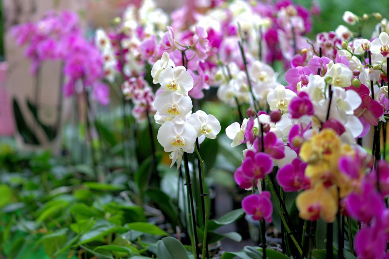 Serra divulga programação do Festival da Tilápia e das Orquídeas