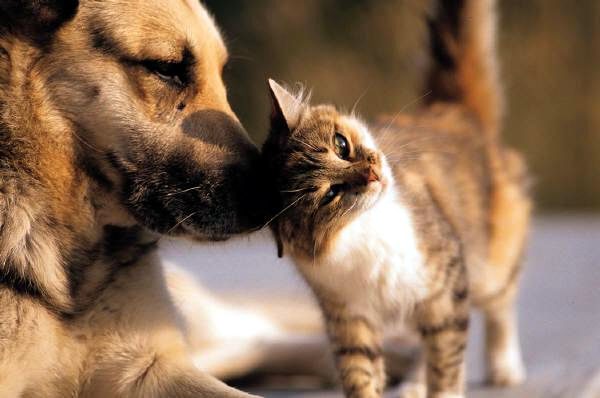 Serra terá Dia Nacional dos Animais marcado pela luta da liberdade, integridade e o direito à vida