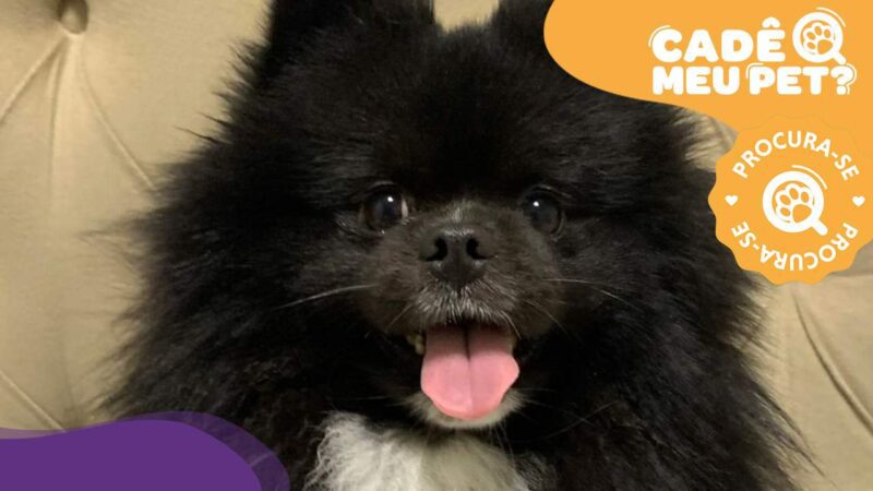 Ajude Sara a Encontrar seu Spitz na Morada de Laranjeiras, Serra