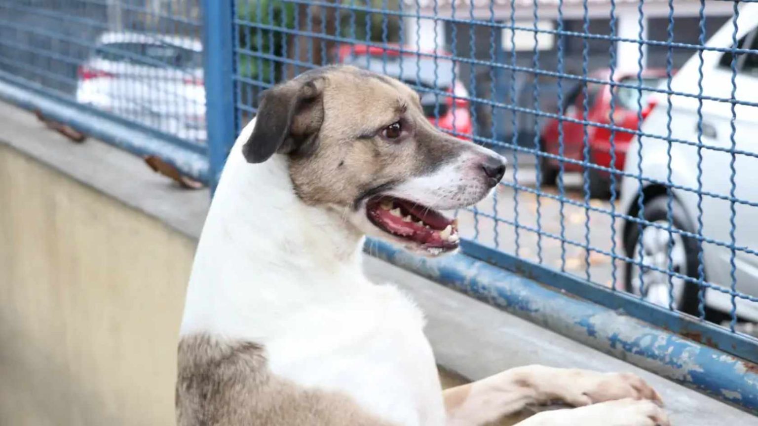 Lei na Serra estabelece cuidados para pets com penalidades que incluem multas e perda de tutela