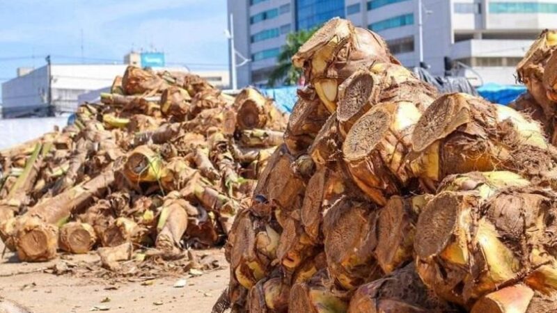 Serra inicia venda de palmito para o feriado neste sábado (5)