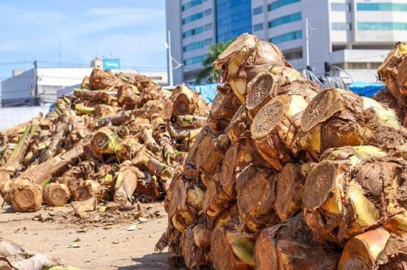 Serra inicia venda de palmito para o feriado neste sábado (5)