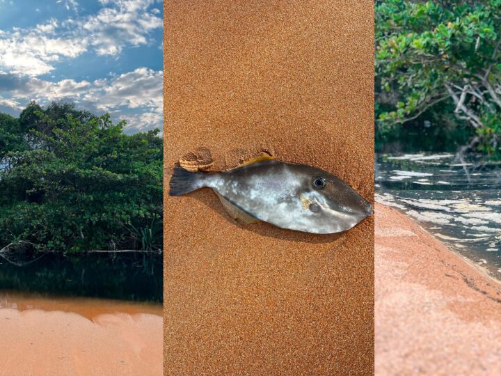 #salvemanguinhos: moradora cria campanha contra esgoto a céu aberto que ameaça praia da Serra (ES)