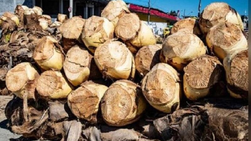 Prefeitura da Serra abre inscrições para regularização de vendedores de palmito