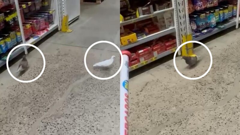 Presença de pombos em supermercado da Serra levanta alerta sobre riscos à saúde