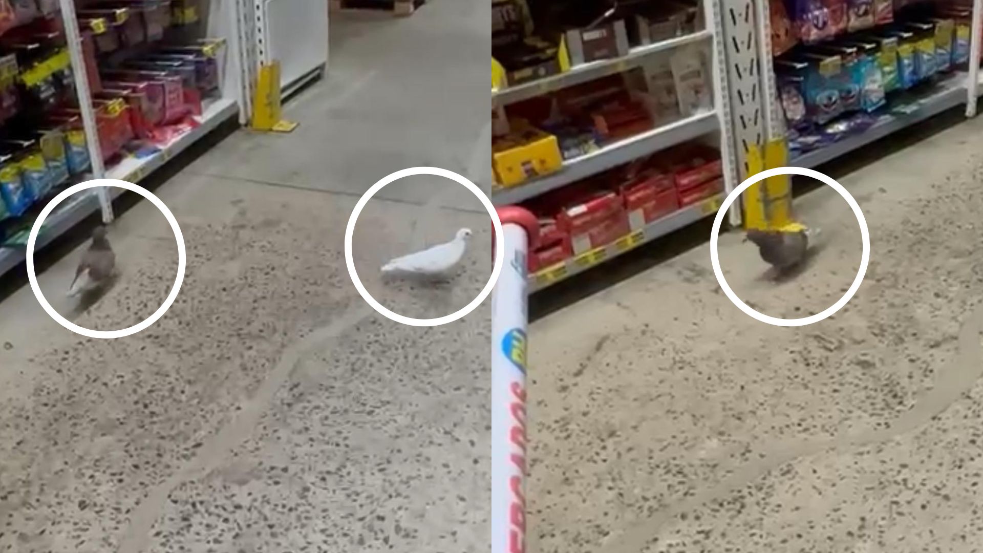 Presença de pombos em supermercado da Serra levanta alerta sobre riscos à saúde