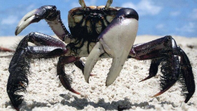 Calendário da andada do caranguejo-uçá 2026 é divulgado pela Serra