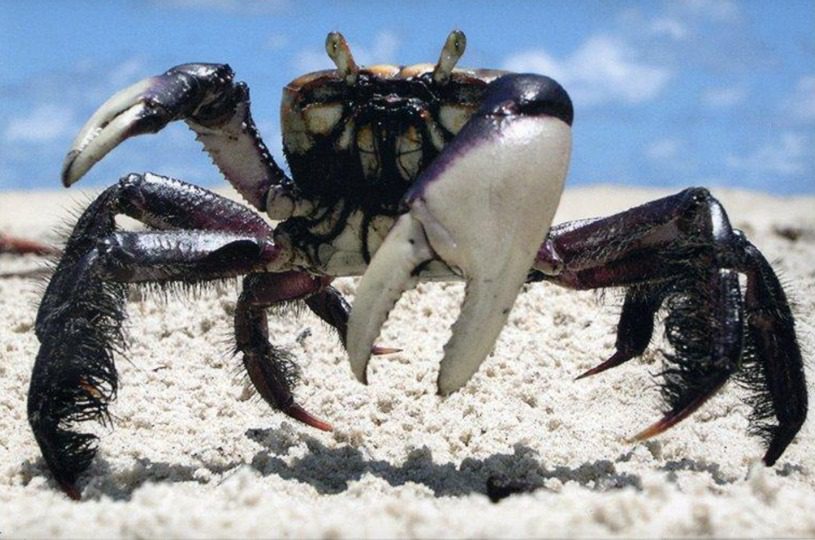 Calendário da andada do caranguejo-uçá 2026 é divulgado pela Serra