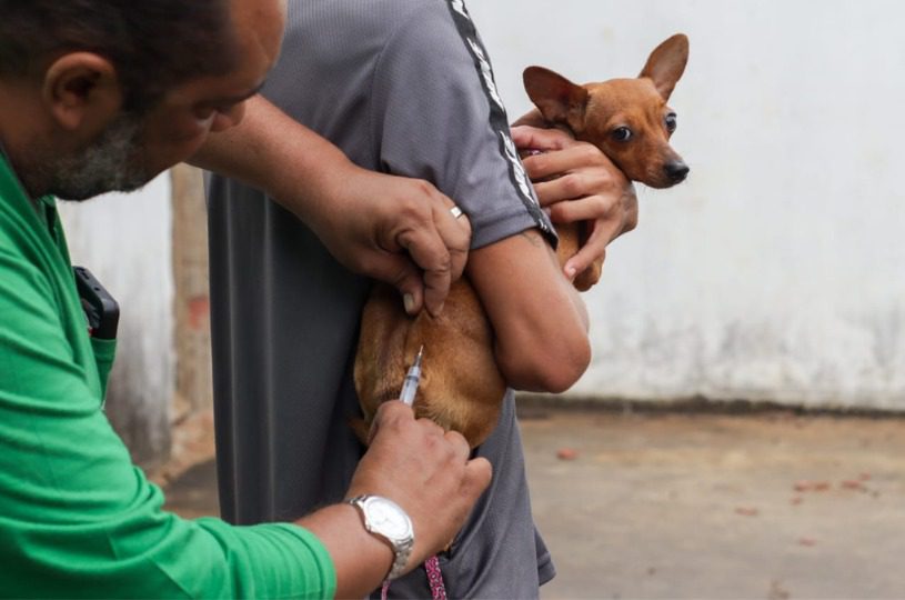 Serra promove campanha de vacinação antirrábica em 36 bairros neste fim de semana