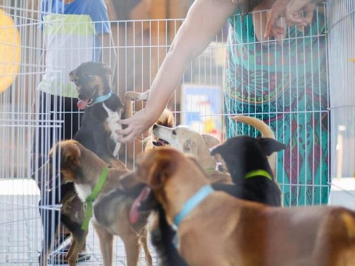 Serra+Cidadã amplia cuidados com pets com vacinação e atendimento veterinário