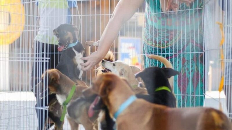 Serra+Cidadã amplia cuidados com pets com vacinação e atendimento veterinário