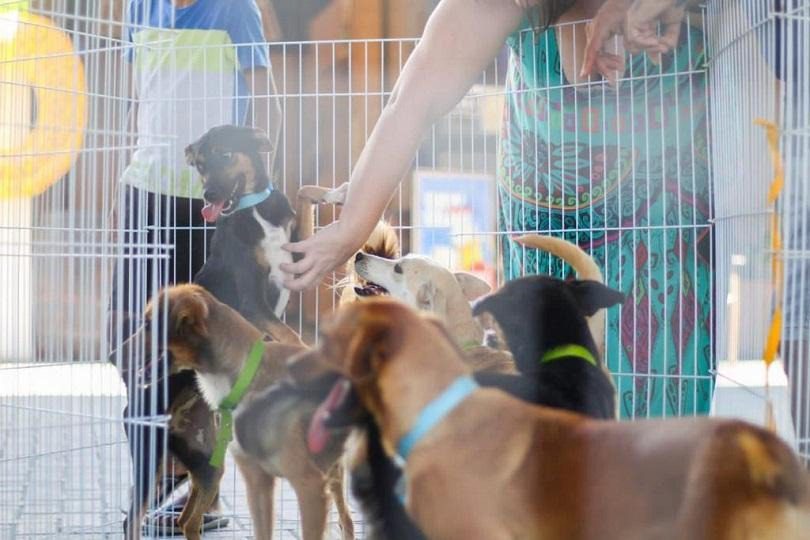 Serra+Cidadã amplia cuidados com pets com vacinação e atendimento veterinário