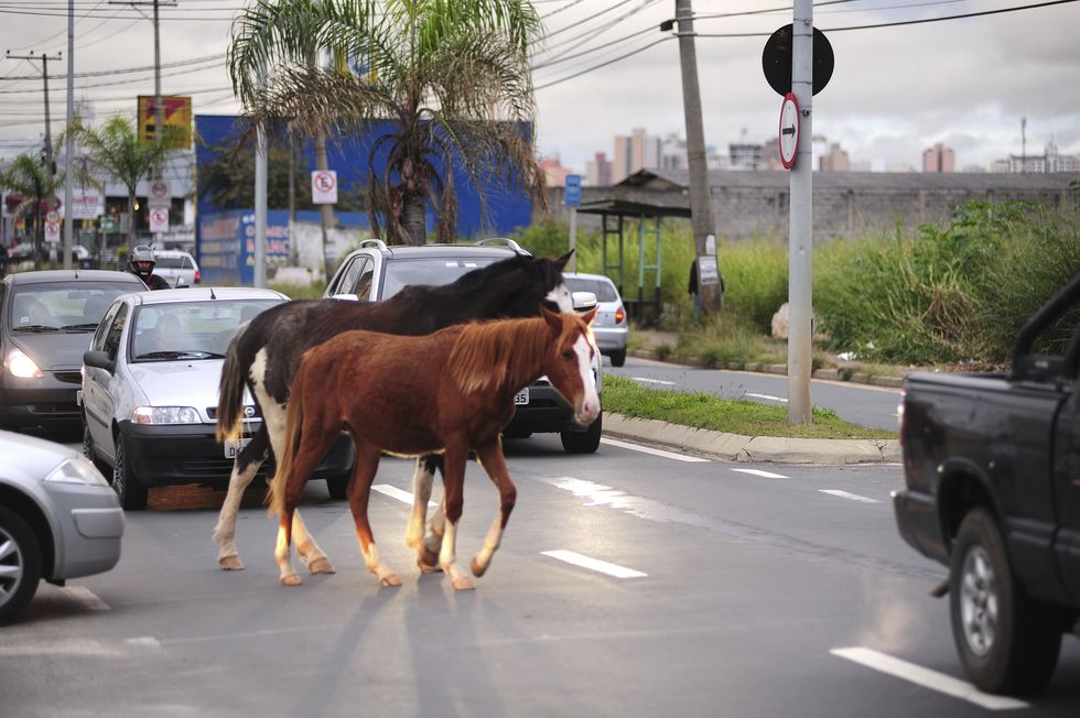 Prefeitura da Serra orienta sobre recolhimento de animais de grande porte solto nas vias
