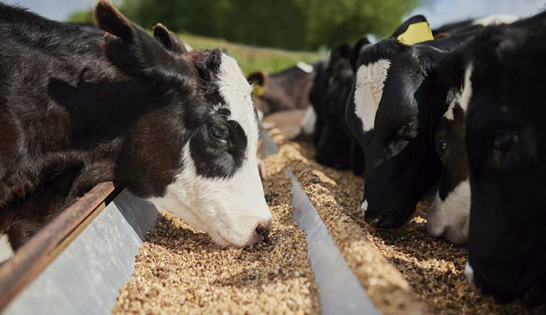 Incaper e Secretaria de Agricultura da Serra realizam palestra sobre redução de custos com alimentação de bovinos