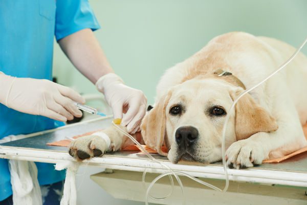 Moradores da Serra podem pedir resgate e castração de cães e gatos