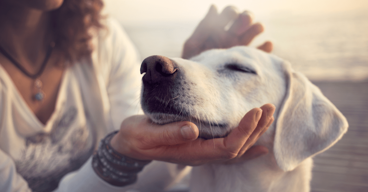 Serra realiza primeira feira de adoção de cães