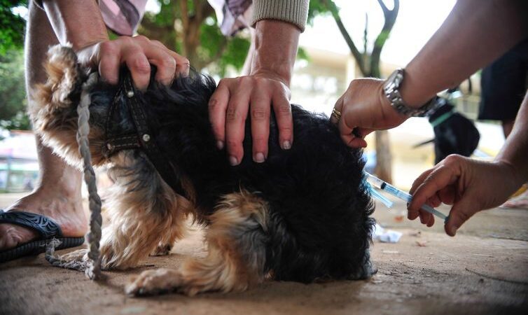 Prefeitura da Serra vai vacinar cães e gatos contra a raiva