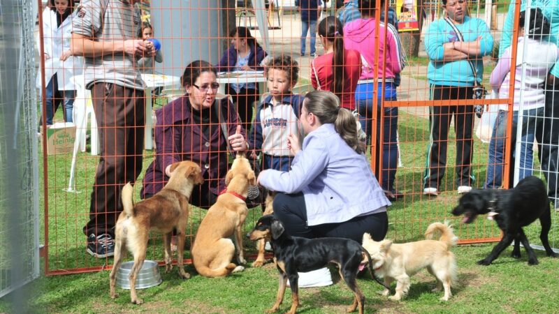 Prefeitura realiza Feira de Adoção de Animais neste sábado (29)