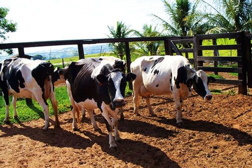O dia de campo está de volta: Serra sediará evento crucial para a pecuária leiteira após nove anos.
