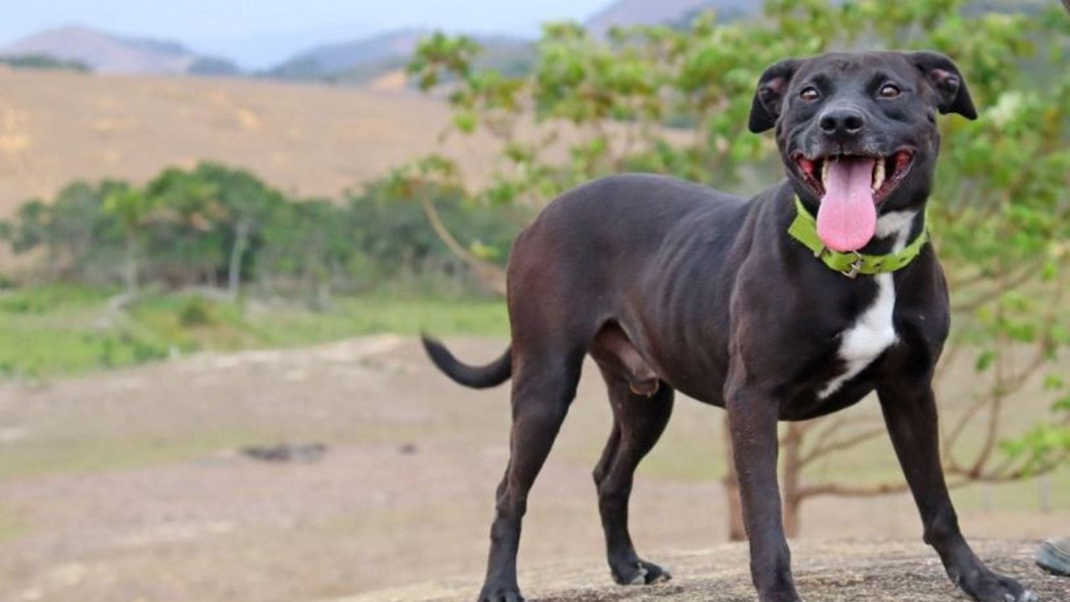 Serra abre 2.100 vagas para castração gratuita de cães e gatos