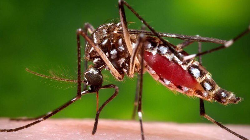 Entenda a lógica por trás da antecipação da vacina contra dengue para crianças e adolescentes