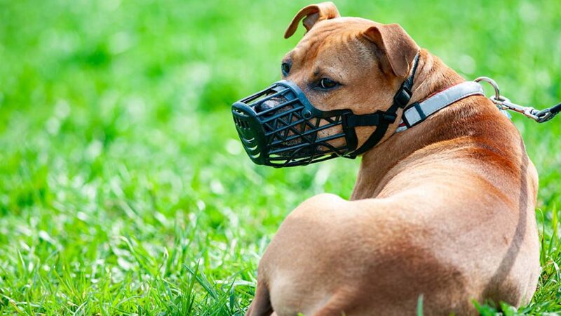 Uso de focinheiras em cães é aprovado pela Câmara para passeios na Serra