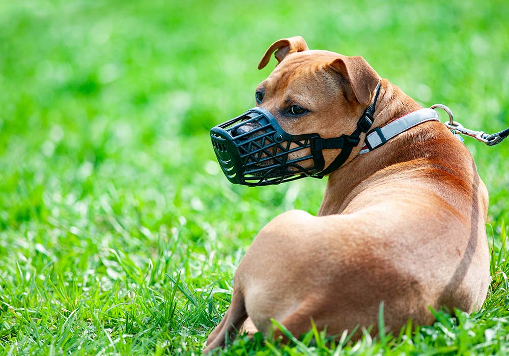 Uso de focinheiras em cães é aprovado pela Câmara para passeios na Serra