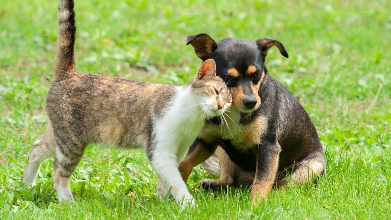Encontre seu novo melhor amigo na feira de adoção de cães e gatos no Parque da Cidade neste sábado (23)
