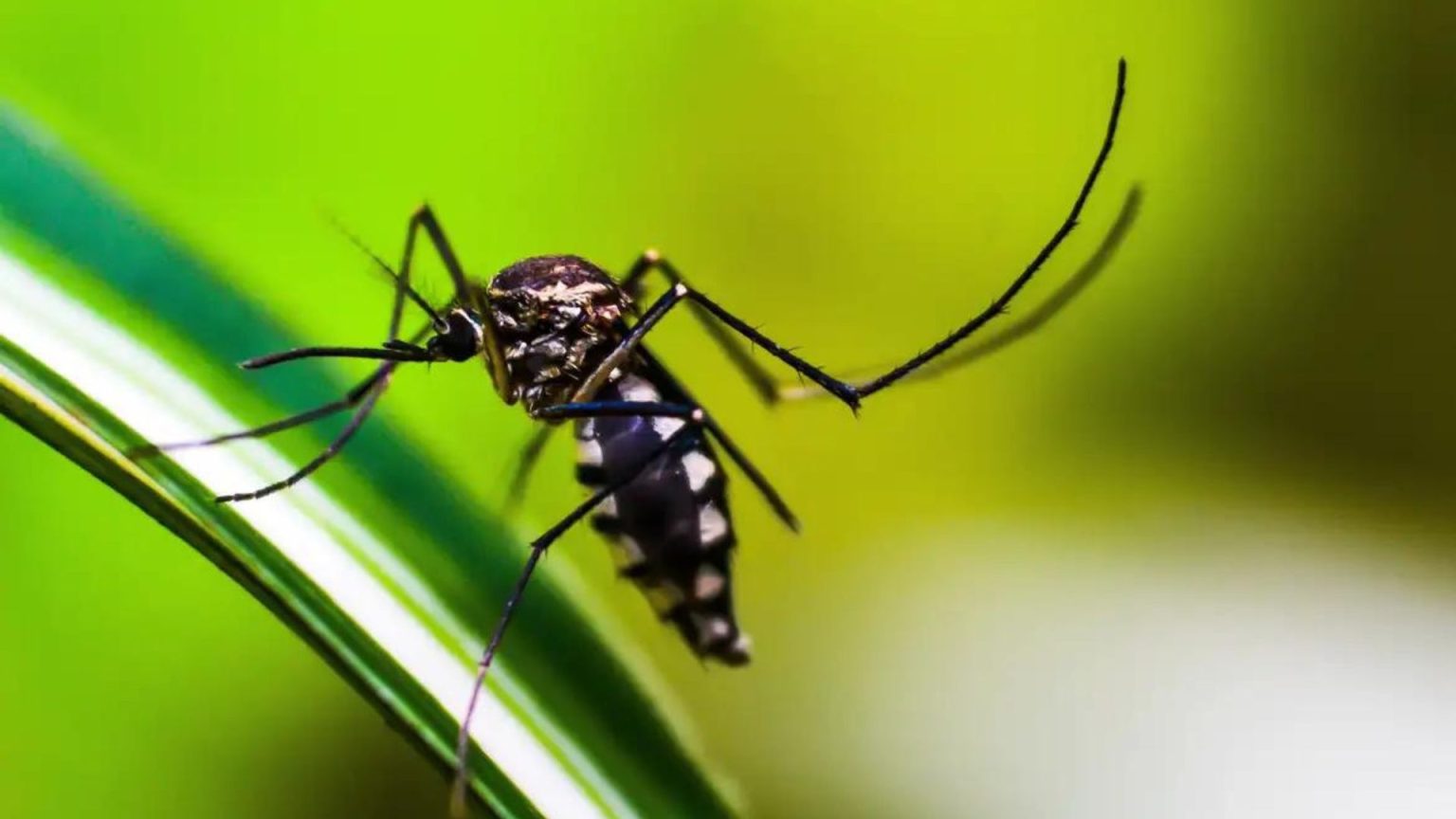 Serra registra redução de 15% nos casos de dengue, mas atenção permanece elevada