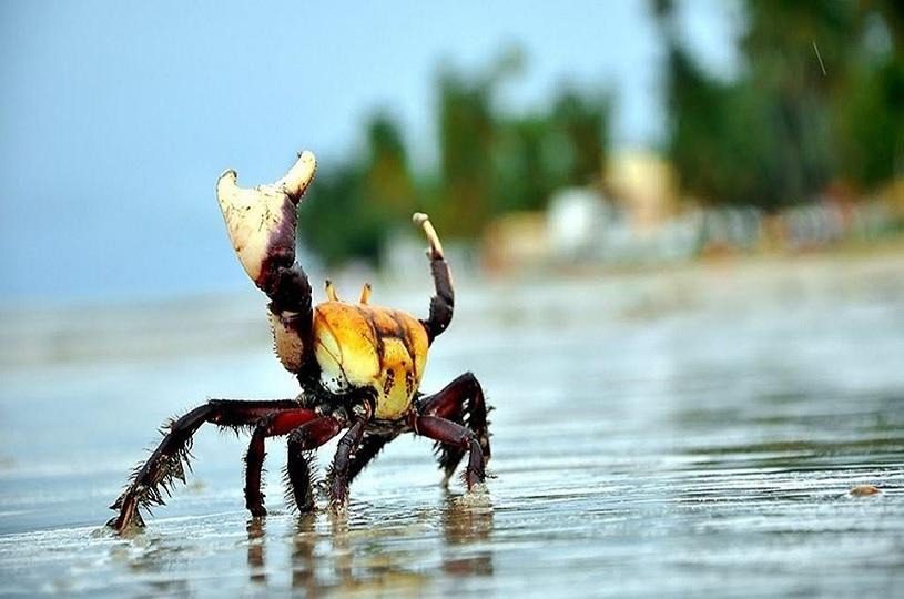 Período do defeso do caranguejo-uçá tem início nesta terça-feira (9)