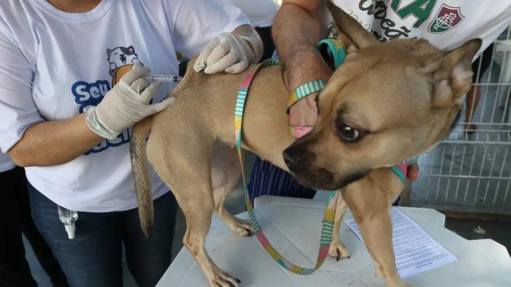 Serra realiza vacinação de cães e gatos contra raiva neste fim de semana; veja os bairros