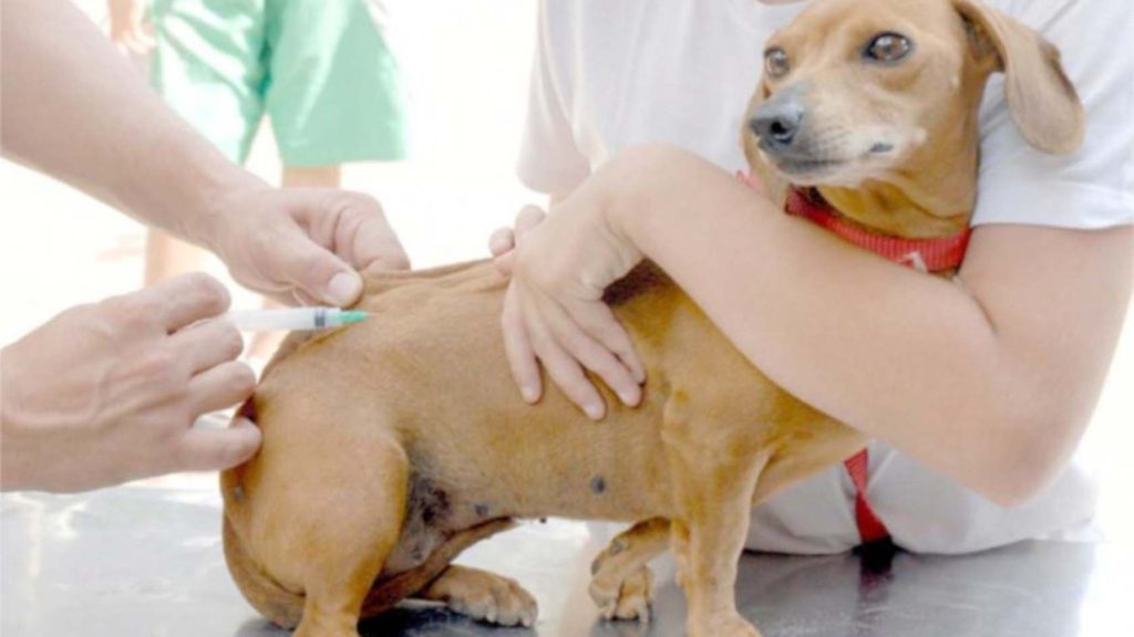 Shoppings da Serra realizam vacinação de cães e gatos neste sábado (28)