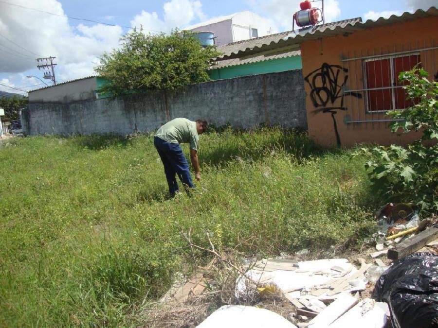 Vigilância Ambiental emite alerta sobre os riscos do caramujo africano