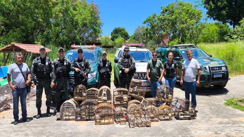 Fiscalização atua em Vila Nova de Colares e aplica multa por apreensão de aves